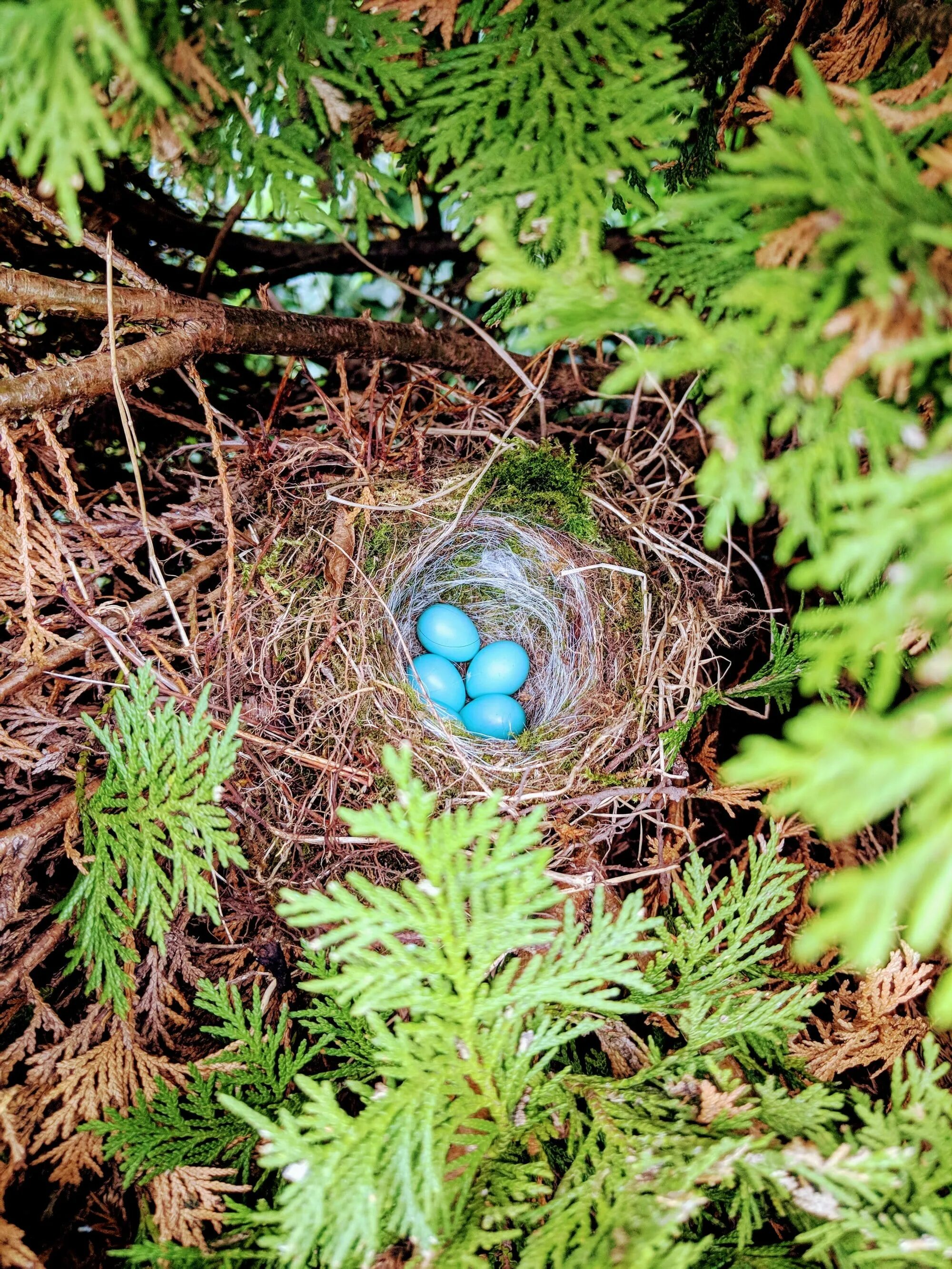 Plant nest. Гнездо с яйцами. Соловьиное гнездо. Гнездо с голубыми яйцами. Голубые яйца.