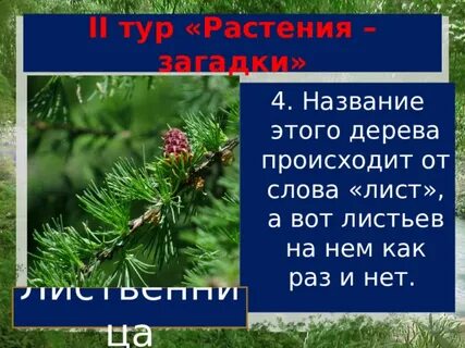 Число слова листья