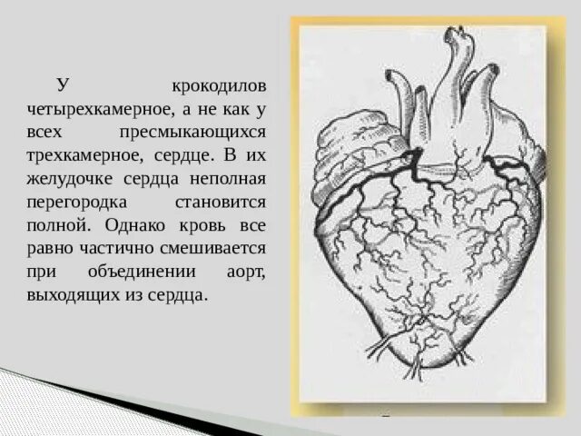 Сердце пресмыкающихся трехкамерное с неполной перегородкой. Сердце пресмыкающихся трехкамерное с неполной перегородкой