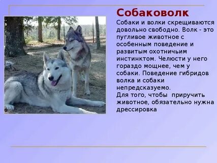 Как отличить волка от собаки по внешнему