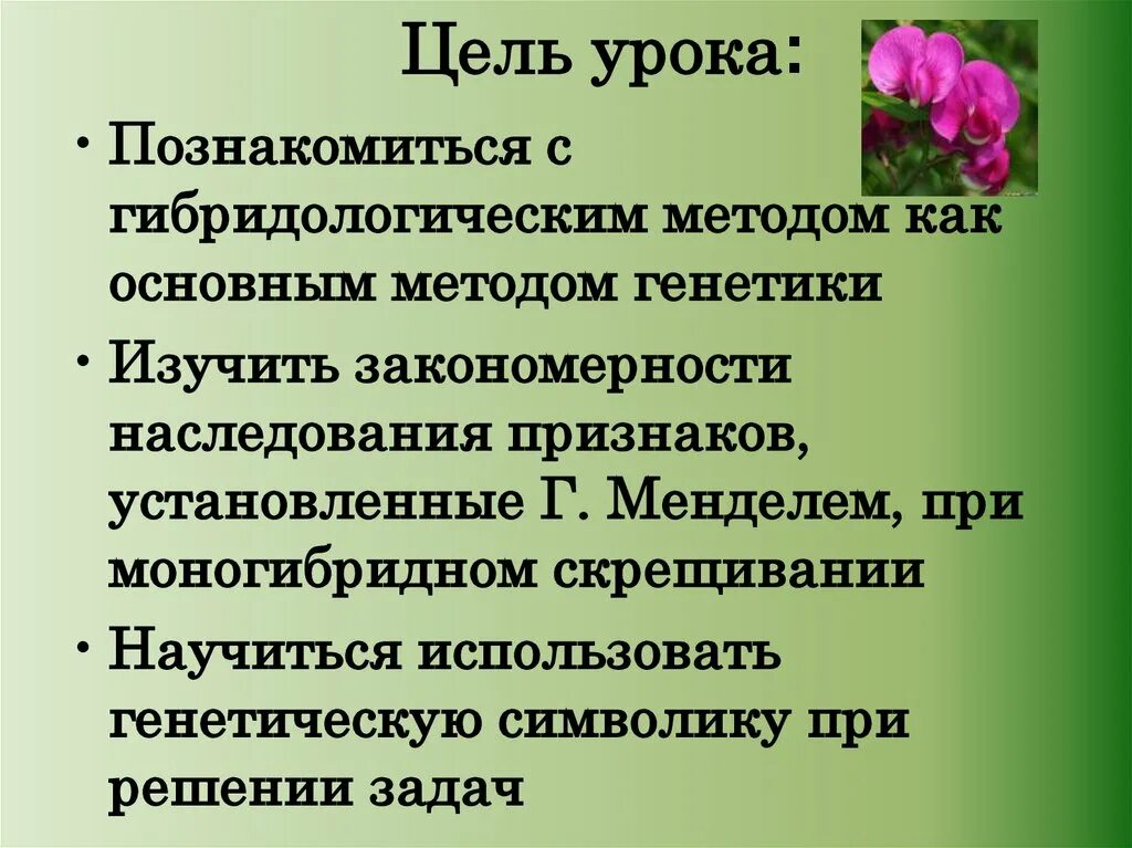 Методы генетики гибридологический метод. Гибридологический метод схема. Гибридологический метод это в биологии. Гибридологический метод задачи.