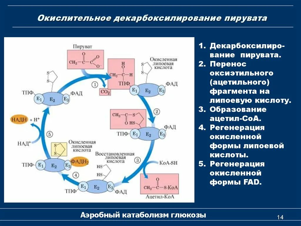 Схема реакции окислительного декарбоксилирования пирувата. Окислительное декарбоксилирование пирувата биохимия ферменты. Регуляция пируватдегидрогеназного комплекса биохимия. Окислительное декарбоксилирование пирувата биохимия схема. Окисление пировиноградной кислоты этап