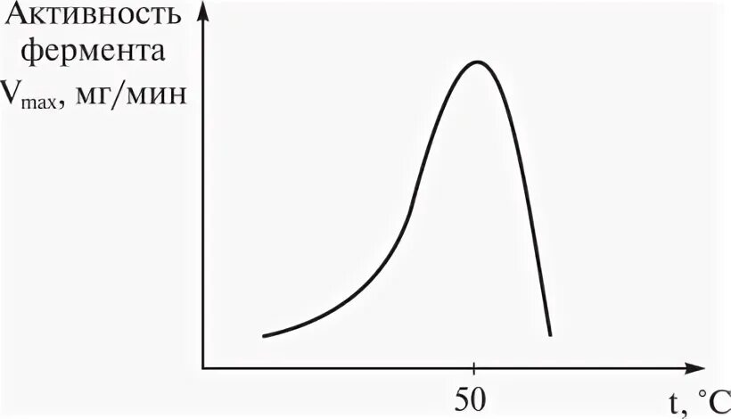 Влияние температуры на активность ферментов. График активности фермента. Факторы активности ферментов. Факторы влияющие на активность ферментов.