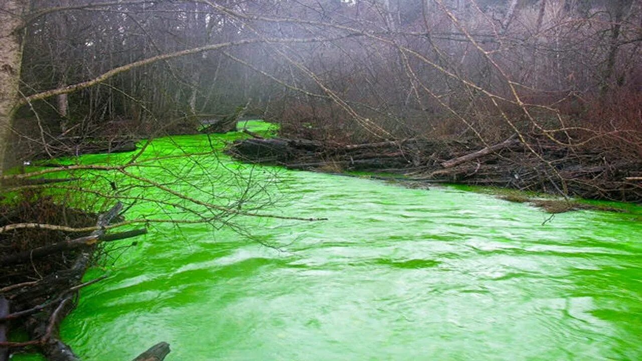 Ярко болотный. Парк зелёная река Омск. Green River река. Зелёная река Москва. Река Грин Ривер фото.