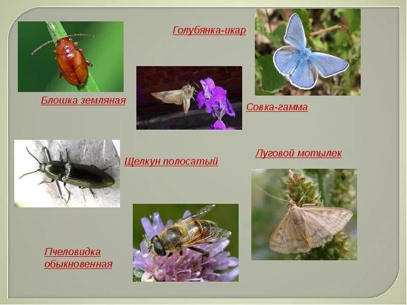 Луговой мотылек фазы развития. Луговой мотылек совка. Луговой мотылек стадии развития. Луговой мотылёк насекомые-вредители.