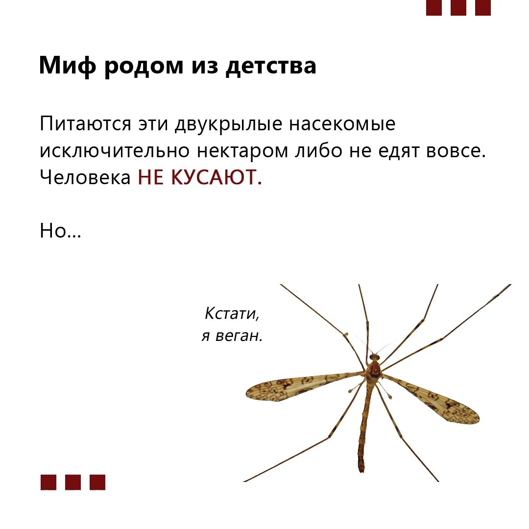 Комар какая среда. Внешнее строение малярийного комара. Малярийный Москит. Малярийный комар размер. Малярийный комар анофелес.