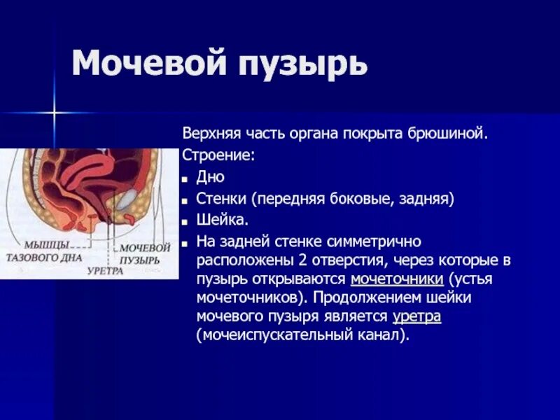 Мочевой пузырь расположение отношение к брюшине строение Общий обзор выделительной системы презентация онлайн