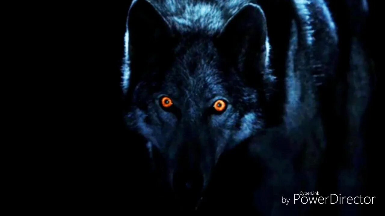 Глаза волка ночью. Волк в ночи. Глаза волка в ночи. Черный волк ночью. Глаза волка в ночи черного.