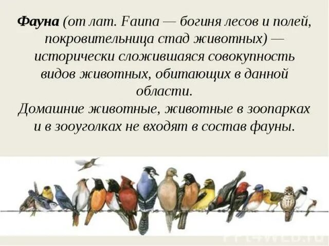 Исторически сложившаяся совокупность видов. Исторически сложившуюся совокупность всех животных называют. Фауна богиня лесов и полей. Мораль стадных животных. От чего зависит поголовье животных в лесу.