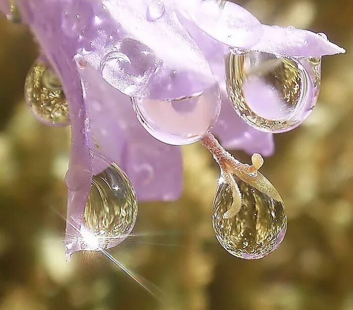 свеча гелевая капля росы. песня капелька росы. песня капелька росы. капли росы. христианские пожелания с добрым утром весенние.