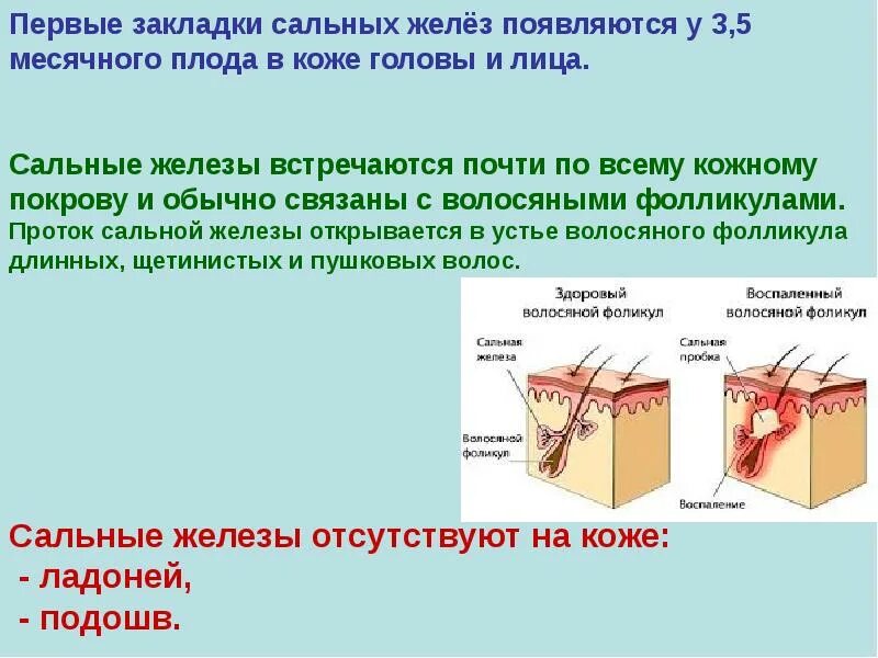 Потовые железы располагаются в слое кожи. Апокринные потовые железы. Потовые устья. Потовые железы кожи схема. Потовые и сальные железы кожи гистология.