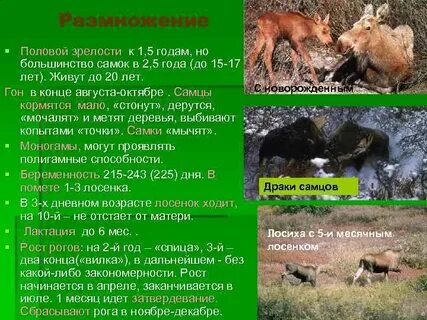 Продолжительность жизни лося