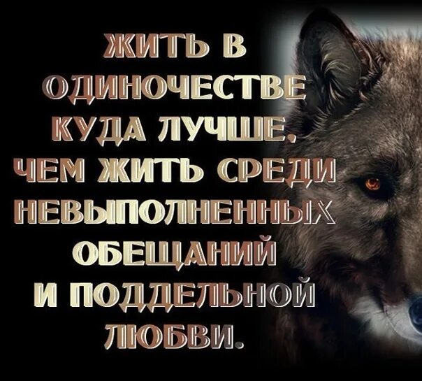 Цитаты про Волков и шакалов. Лучше жить в одиночестве. Волки крутые с Цитатами. Люди и волки цитаты.