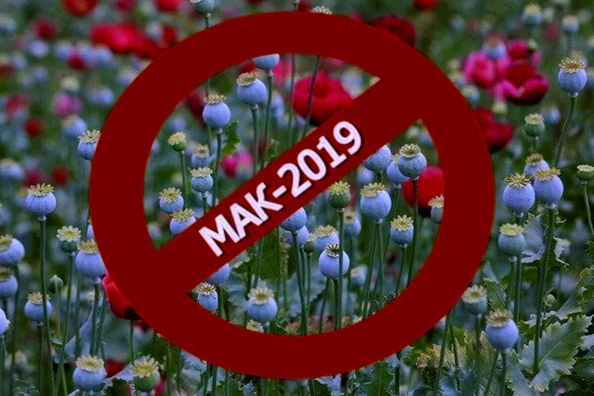 Почему мак запрещен. Операция Мак. Этап операции «Мак-2020». Операция Мак картинки. Операция Мак 2023.