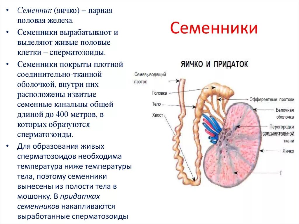 1 мужские половые железы. Яички строение и функции. Строение семенника человека. Придаток яичка расположение строение функция. Характеристика придатка семенника.