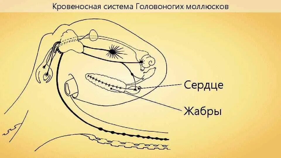 Кровеносная система класса головоногие моллюски. Кровеносная система головоногих моллюсков. Строение сердца головоногих. Выделительная головоногих моллюсков. Строение нервной системы головоногих моллюсков.