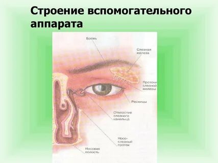 3 аппарата глаза
