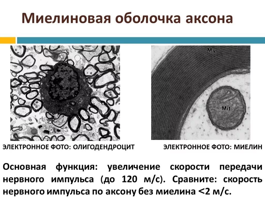 Миелиновая оболочка функции. Миелиновая оболочка аксона. Функция миелиновой оболочки аксона. Аксон миелиновая оболочка.