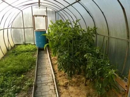 Горчица в теплице осенью сажаем