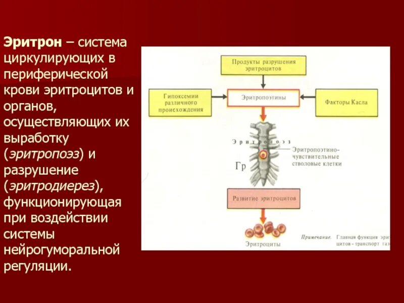 Эритрон. Понятие об эритроне. система эритрон. система периферической крови. эритрон понятие строение.