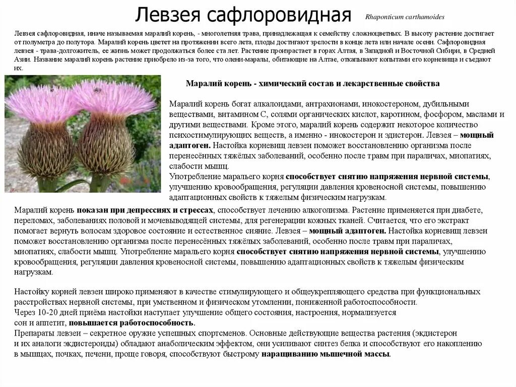 Левзея инструкция по применению для чего применяется. Левзея инструкция по применению для чего применяется