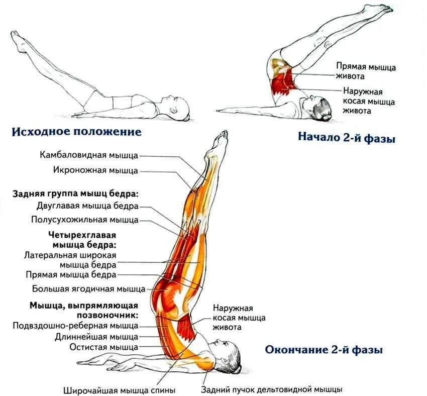 Упражнение березка как правильно делать