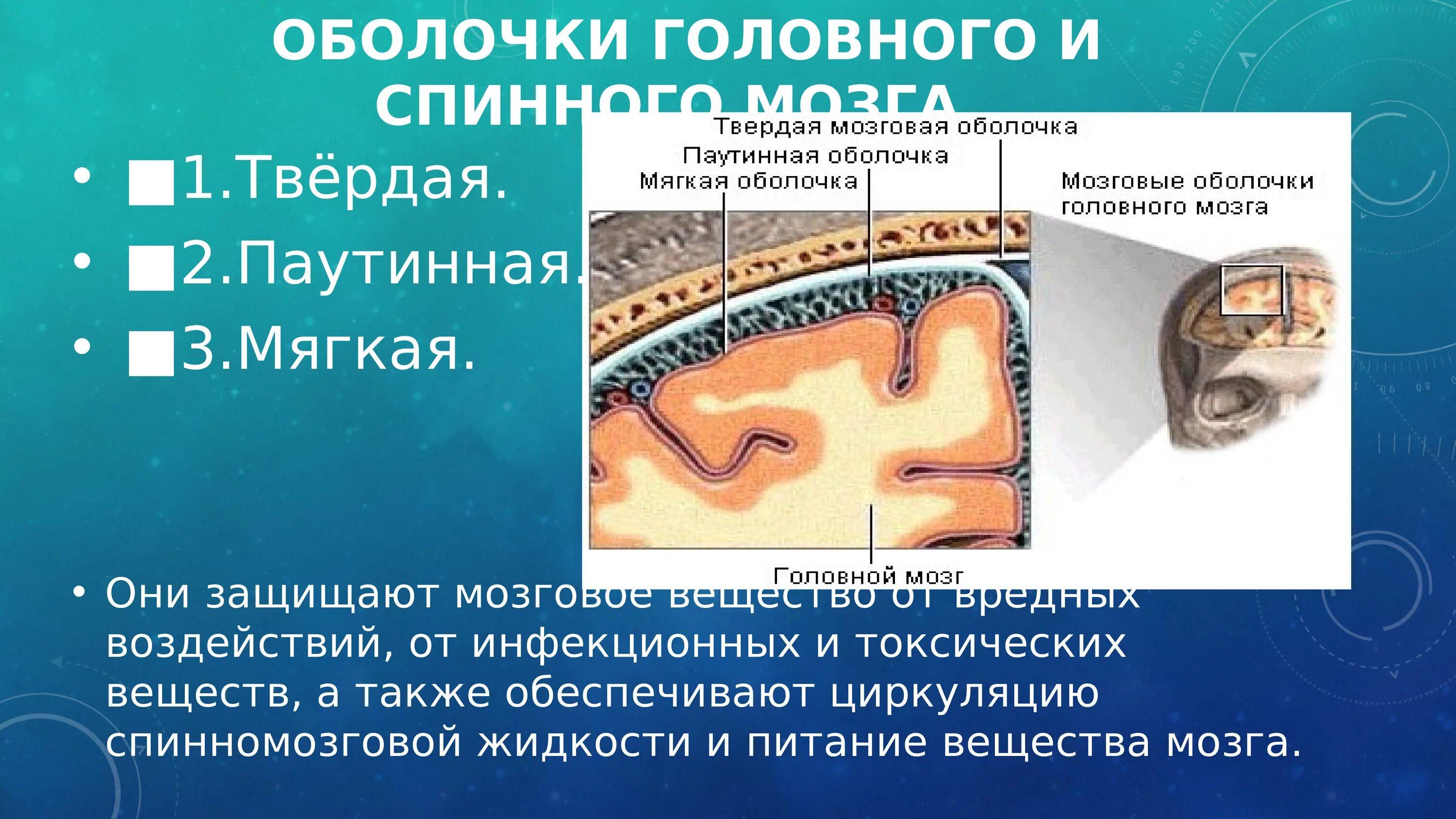 Какие оболочки мозга. Функции и строение оболочек головного мозга и спинного мозга. Функции твердой оболочки спинного мозга. Мягкая оболочка спинного мозга строение. Оболочки головного и спинного мозга таблица.