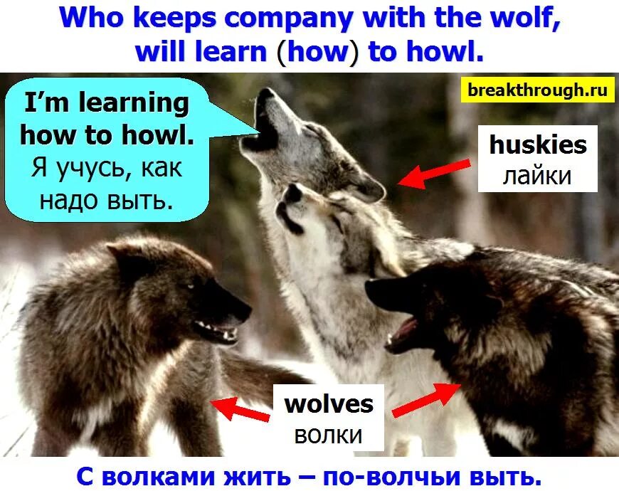 Пословица с волками жить по волчьи