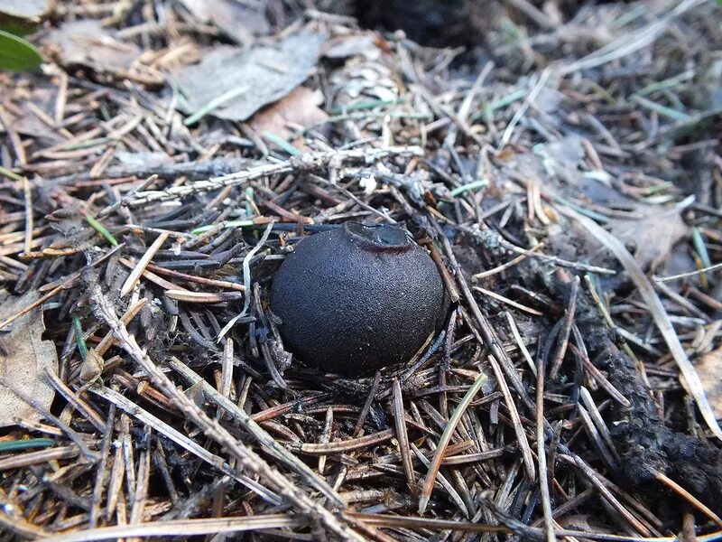 Саркасома шаровидная. Саркосома шаровидная Sarcosoma globosum. Саркосома шаровидная Sarcosoma globosum (Schmidel) Rehm. Волчья ягода Саркосома шаровидная. Чёрный шаровидный гриб.