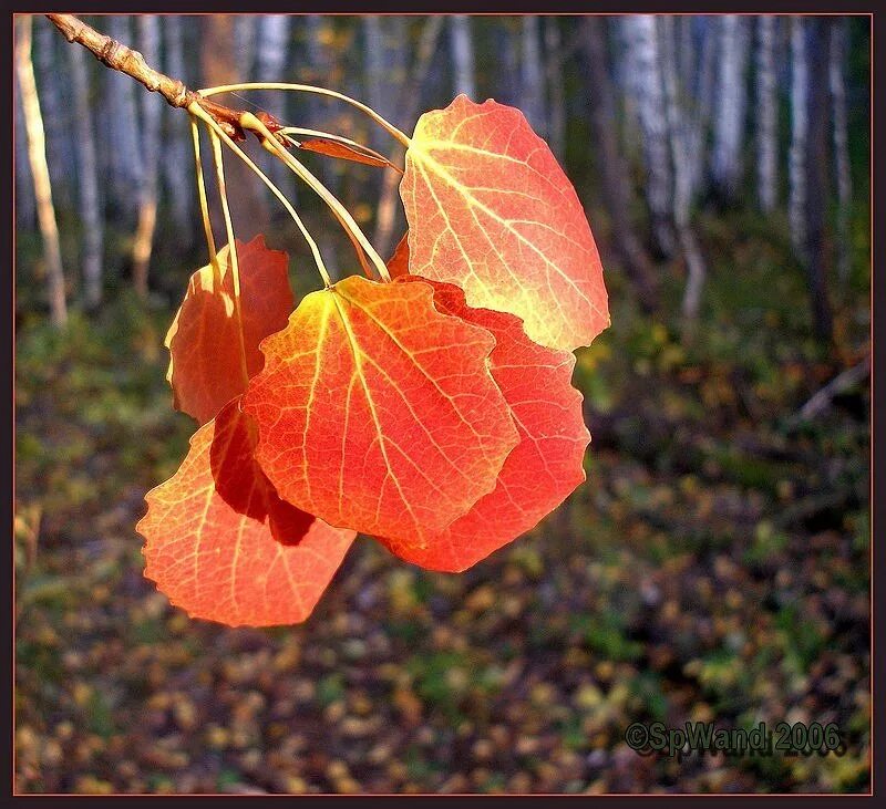 Листья осины осенью. Осень, осины, листья осины. Осина и осиновый лист. Осенний осиновый лист.