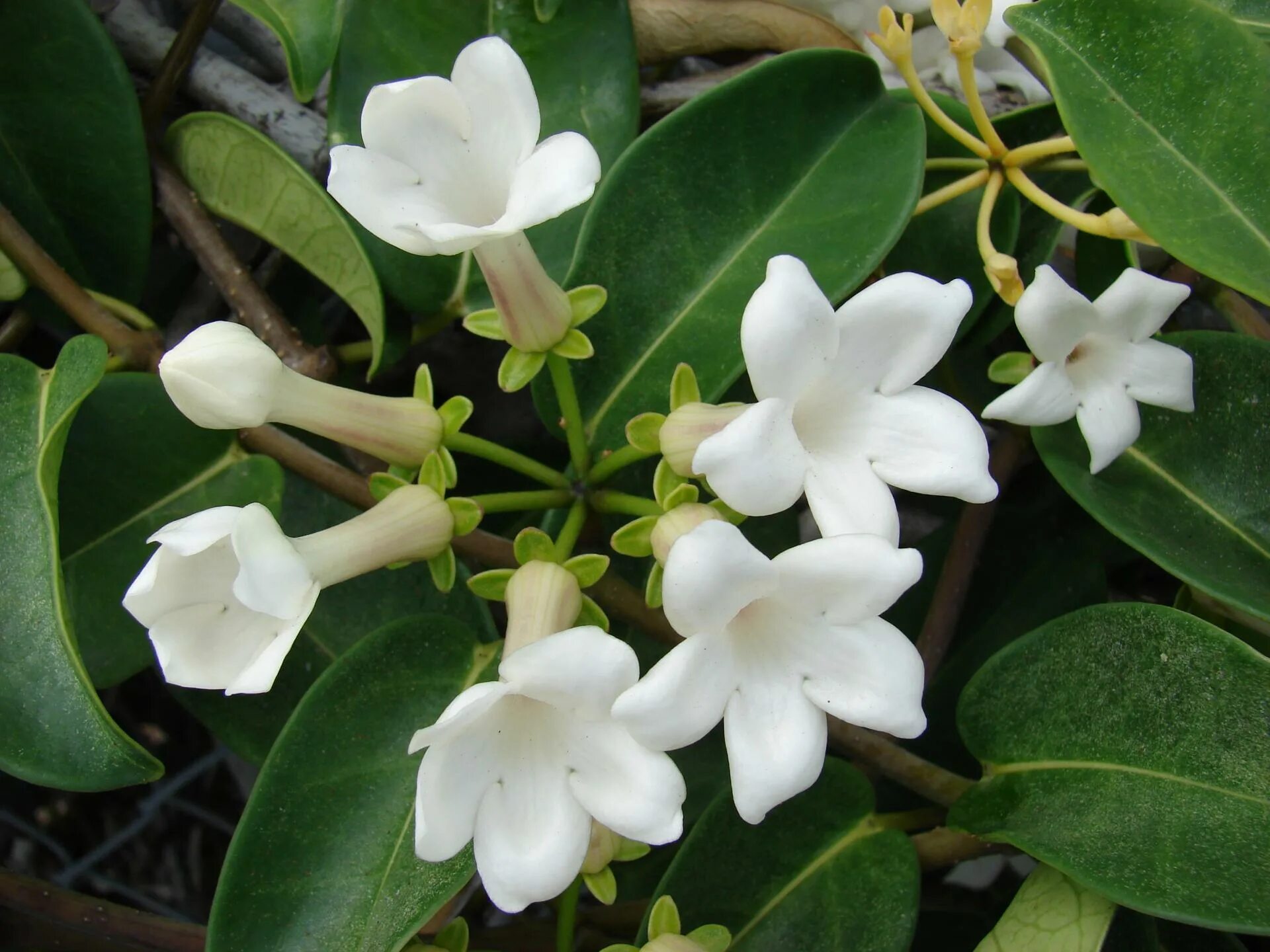 Стефанотис мадагаскарский. Стефанотис (марсдения). Стефанотис stephanotis