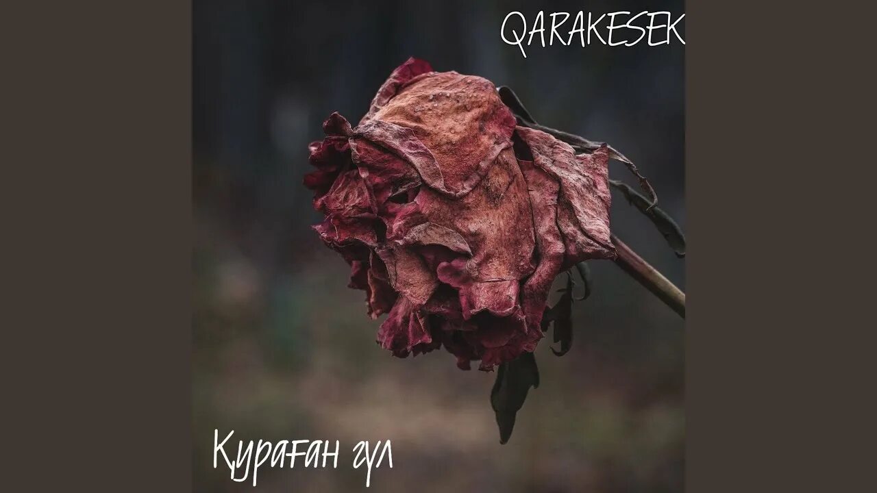 Кураган гул. Роза гулватор. Гулар атиргул. Роза гул. Лола кизгалдок гулар.