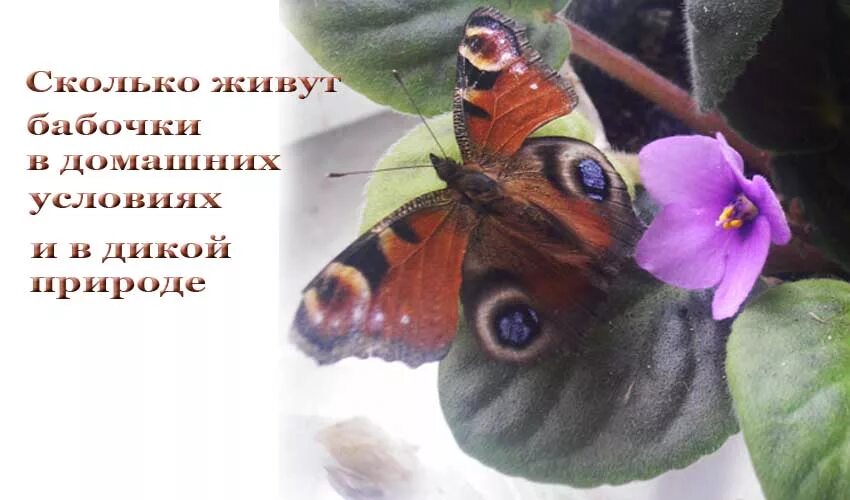 Бабочки живут всего. Жизнь бабочки. Бабочки которые живут один день. Бабочки которые живут 1 год. Сколько живут бабочки.