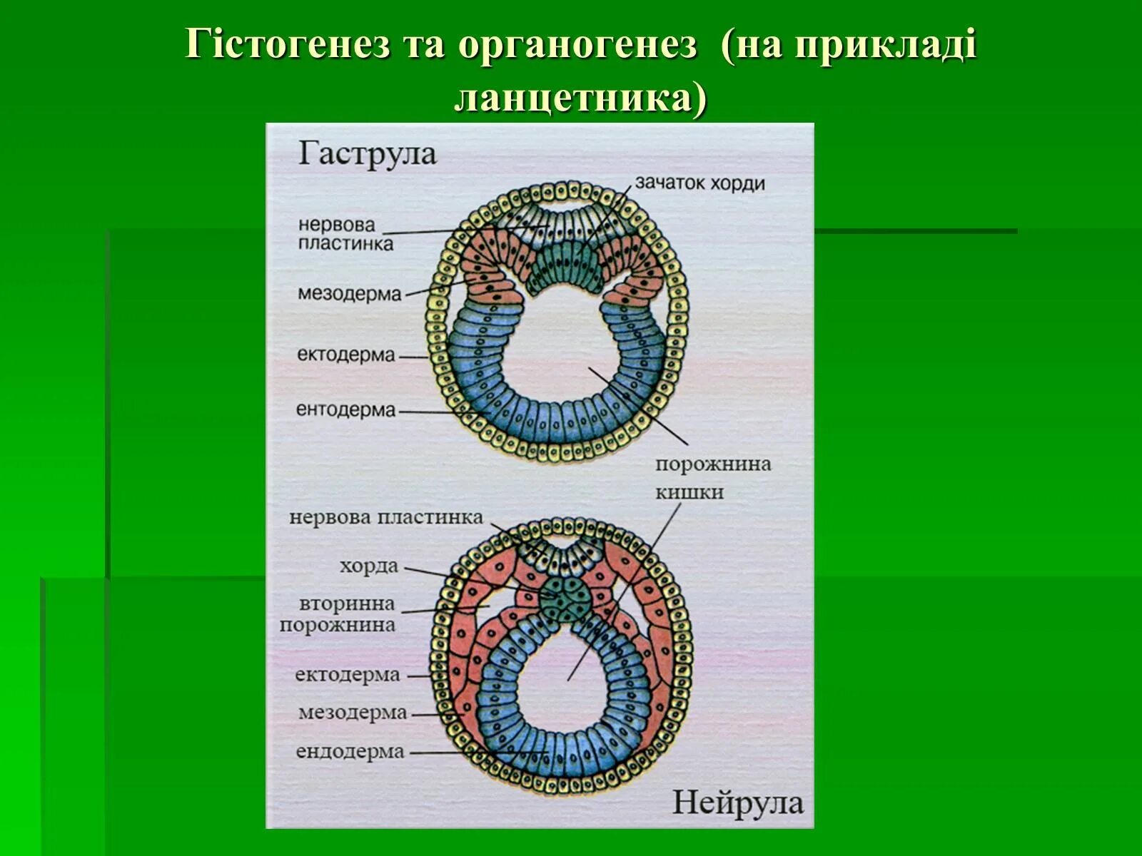 Нейрулы позвоночных животных