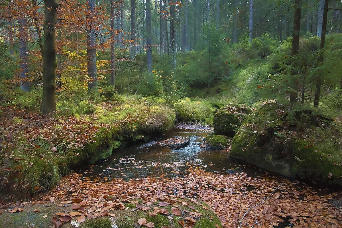 По берегам лесных малых рек по ручьям. Лесная речка. Беловежская пуща река лесная. Речка в лесу. Муромский лес родники речки.