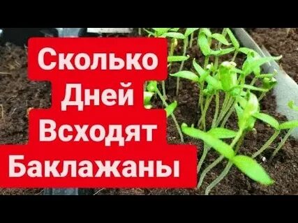Сколько дней всходят баклажаны после посева