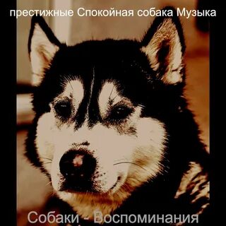 Песня она собака