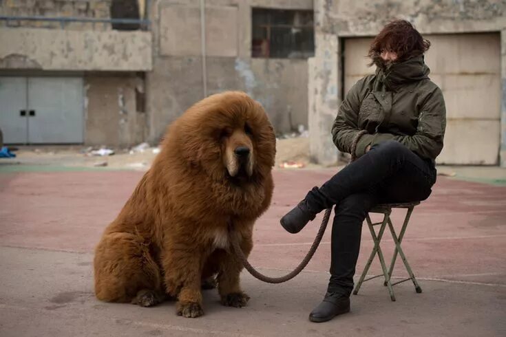 The World's Largest Dog - Awe-Inspiring Giant