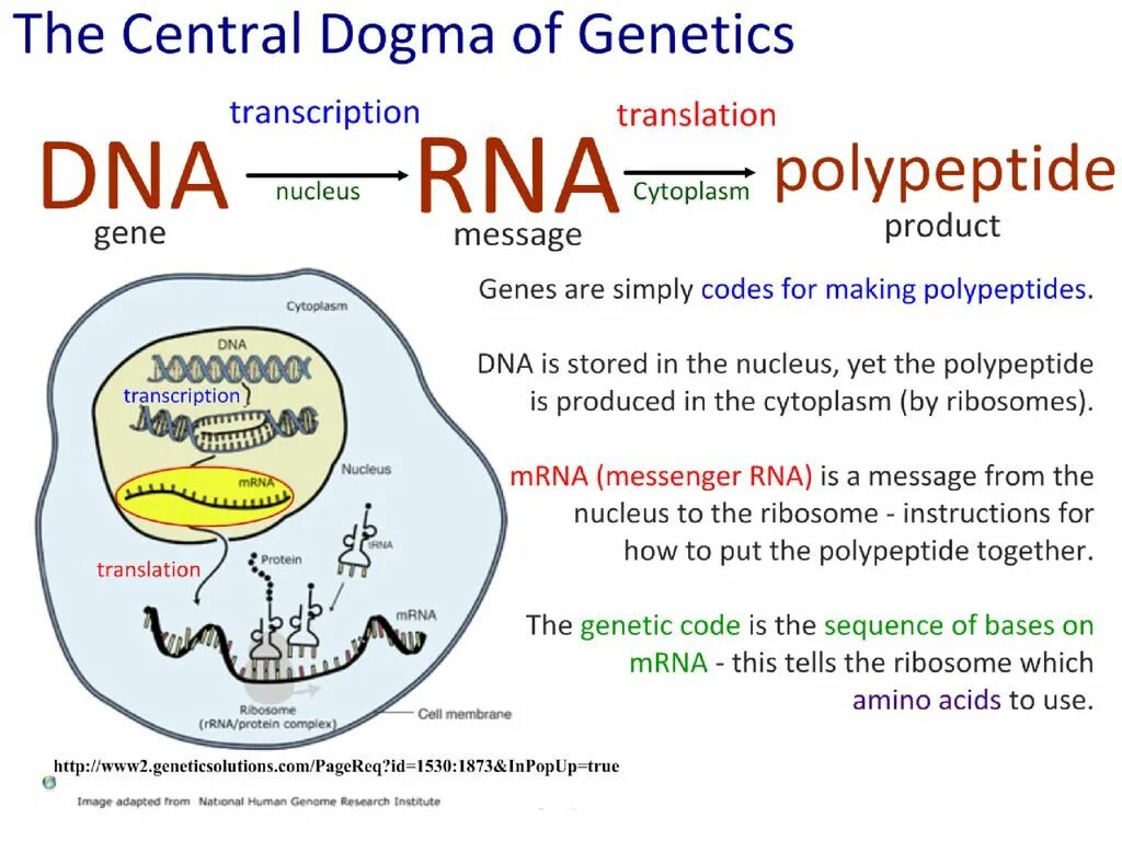 DNA Transcription. Translation MRNA. DNA Transcription and translation. Central Dogma. Dna перевод