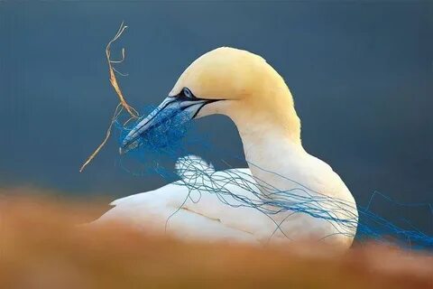 Year birds