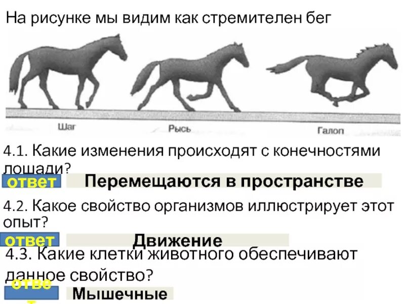 Скорость лошади в километрах в час. Виды бега лошади. Домашняя лошадь общее свойство живых систем. Название бега лошадей. Виды бега лошади название.