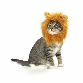 Львиный кот
