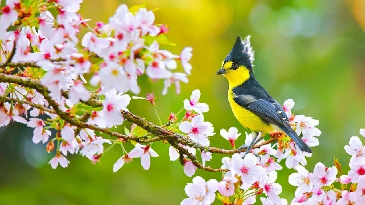 Птицы весной. Весенние птички. Птица в цветущем саду.