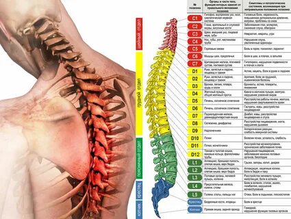 Укрепление грудного отдела позвоночника. Гимнастика для здоровья грудного отдела