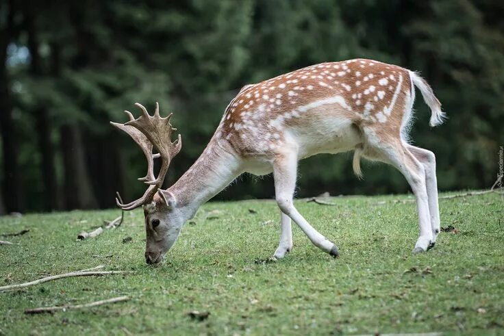 Jeleń, Daniel zwyczajny, Trawa, Polana Deer, Animals, Forest