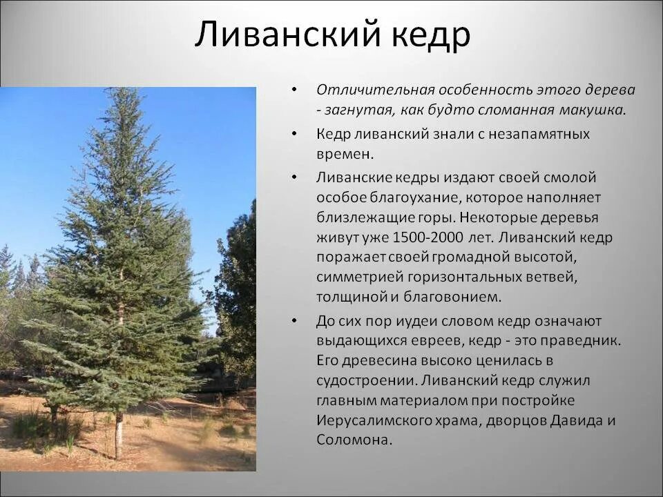 Значение слова кедр. Кедр ливанский описание. Ливанский кедр в Финикии. Кедр ливанский доклад. Доклад про кедр.