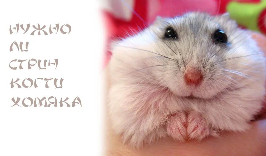 Хомяк стригущий. Хомяк. стрижка хомяков.