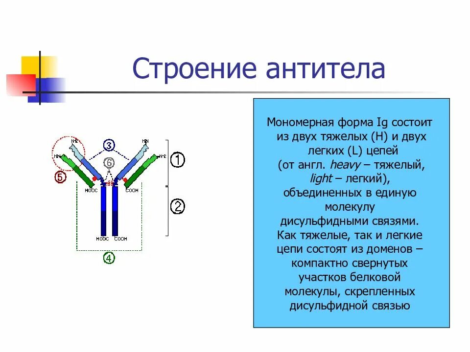 Антитела легкая форма