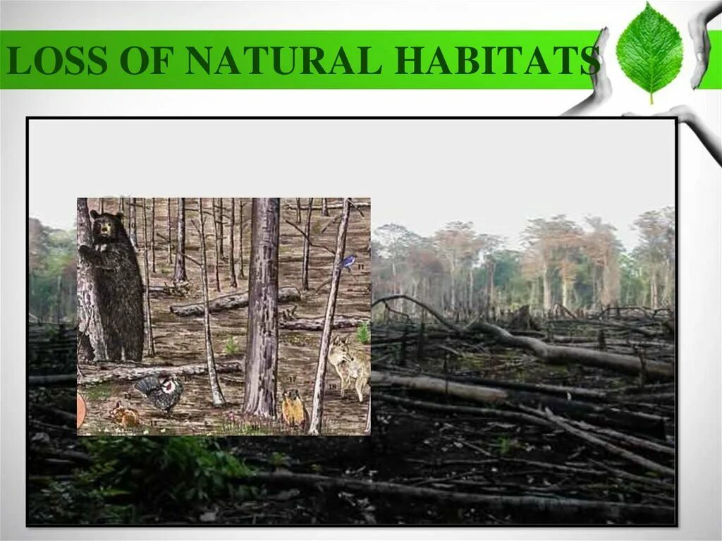 Natural habitats предложения. Destruction of wildlife. Транскрипция слова loss of natural habitats. Loss of natural habitats перевод. Natural habitat.