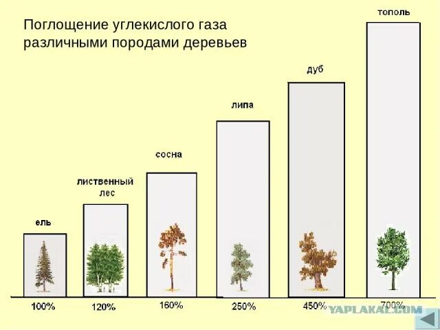 Число хвойных деревьев 9 16. Поглощение углекислого газа деревьями. поглощение углекислого газа различными породами деревьев. деревья поглощают углекислый газ. деревья которые поглощают много воды.